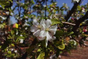 Naklejka premium Beautiful pink apple tree blossom, springtime in kibbutz orchard Negev desert, Israel in February