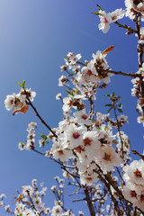 Almonds tree blossom, springtime in orchard, nature background with blue sky
