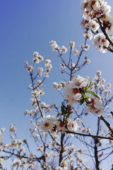 Almonds tree blossom, springtime in orchard, nature background with blue sky