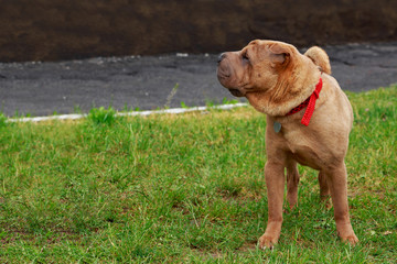 Shar Pei dog