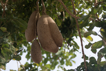 Inedible fruits of evergreen sausage tree, Kigelia africana.