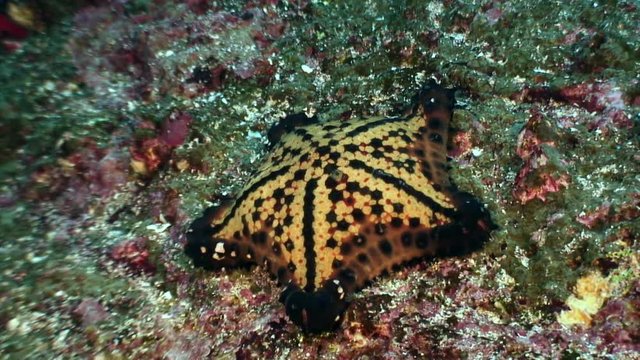 Spotted Starfish five-finger underwater lagoon of ocean on Galapagos. Amazing life of tropical nature world in blue water. Scuba diving.