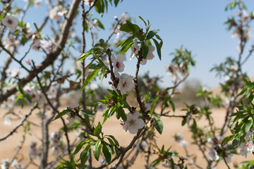 Almonds tree blossom, springtime in orchard, nature background with blue sky