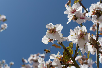 Almonds tree blossom, springtime in orchard, nature background with blue sky
