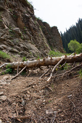 Fall down spruce on the mountain road. Kazakhstan. Central Asia.