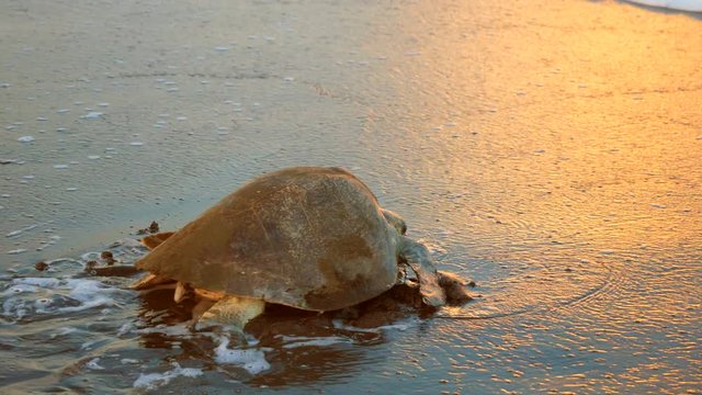 Atlantic ridley sea turtle back to the sea after spawning at sunset.  The Kemp's ridley sea turtle is the rarest species of sea turtle and is critically endangered.