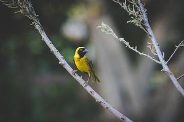 Close up image of a common weaver sitting on a tree branch