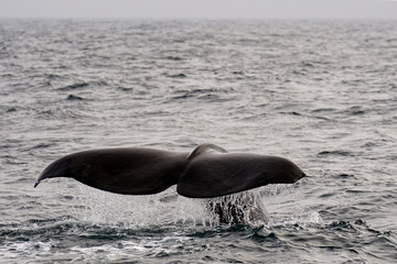 Fototapeta premium Fluke eines abtauchenden Pottwals