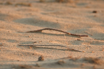 Dwie wygięte gałązki leżą równolegle na jasnym piasku, tło i pierwszy plan rozmyte, z bliska, zbliżenie - obrazy, fototapety, plakaty