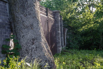 tree trunk near the gate on a green background