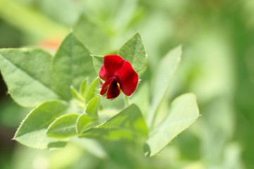 Flower of an asparagus-pea (Tetragonolobus purpureus)