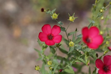 Flowering flax (Linum grandiflorum)