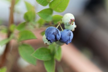 Berries of a  northern highbush blueberry (Vaccinium corymbosum)
