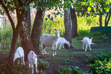  A white goat with kids is grazing on the river bank
