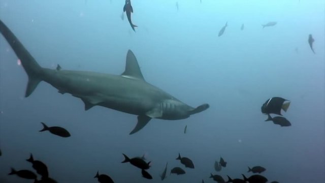 Hammerhead shark in shoal fish underwater lagoon of ocean Galapagos. Bottom view. Amazing life of tropical nature world in blue water. Scuba diving and dangerous extreme tourism.