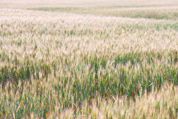 Golden wheat field. Wheat field background