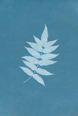background plants inversion blue