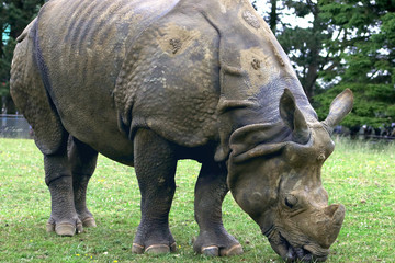 Fototapeta premium Rhino