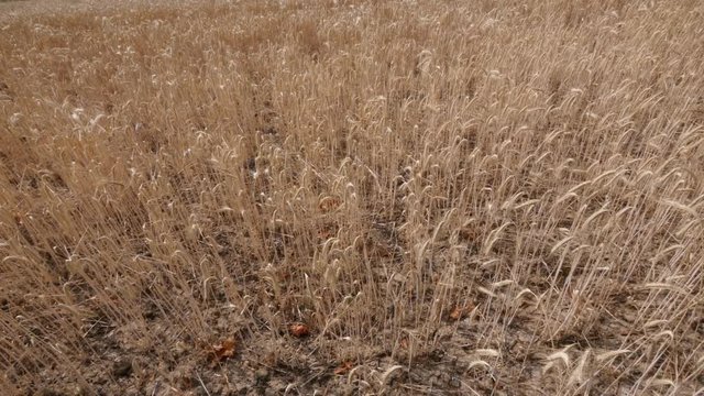 Panning shot of a dry field of rye, drought