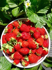 Strawberries 