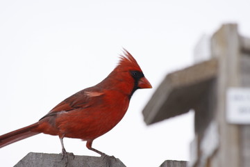 Red Cardinal