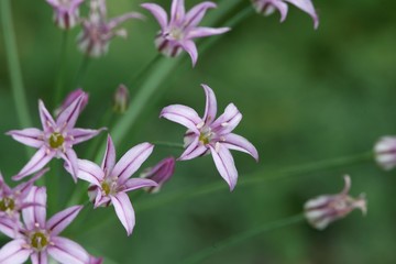 Obraz premium Flowers of the wild allium species Caloscordum nerinifolium