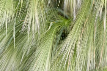Spikes of foxtail barley (Hordeum jubatum)
