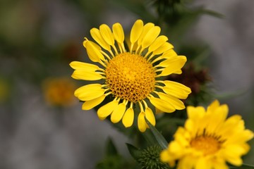 Flower of a hairy gumplant (Grindelia hirsutula)