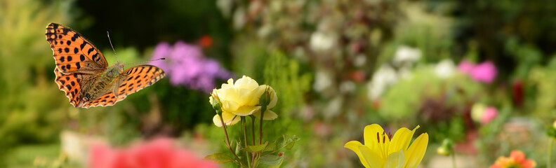 Schmetterling 427 © K.-U. Häßler