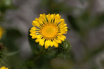 Flower of a hairy gumplant (Grindelia hirsutula)