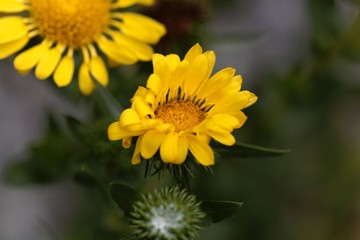 Flower of a hairy gumplant (Grindelia hirsutula)