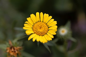Flower of a hairy gumplant (Grindelia hirsutula)