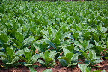 Tobacco plantation