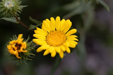 Flower of a hairy gumplant (Grindelia hirsutula)