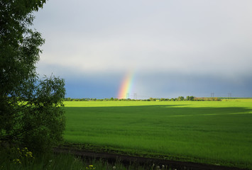 natural background with bright colorful rainbow on the horizon of a green field in the village in summer