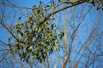 Mistletoe growing on tree