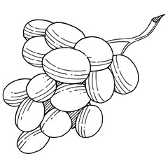 Grape healthy food in a vector style isolated. Full name of the fruit: grape. Vector wild fruit for background, texture, wrapper pattern or menu.