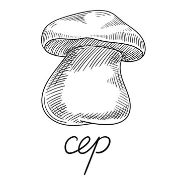 Hand-drawn cep mushroom sketch isolated on white.