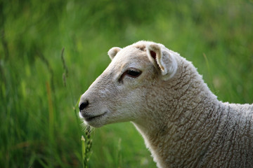 Obraz premium White sheep head and shoulders profile