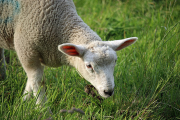 Naklejka na ściany i meble White sheep lamb grazing