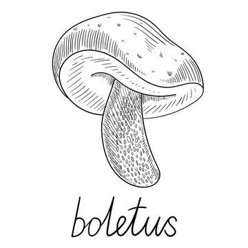 Hand-drawn boletus mushroom sketch isolated on white.