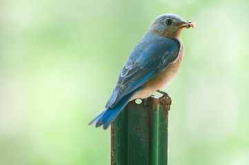 Bluebird on fencepost