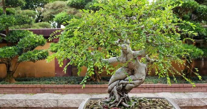 Chinese potted plant in garden