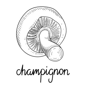 Hand-drawn champignon mushroom sketch isolated on white.