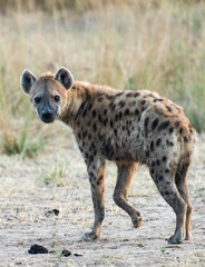 Spotted hyena zambia africa
