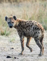 Fotobehang Gevlekte hyena zambia afrika © Wayne