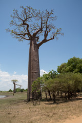 Obraz premium Beautiful Baobab trees at sunset at the avenue of the baobabs in Madagascar
