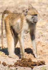 Chacma baboon africa primate