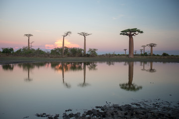 Beautiful Baobab trees at sunset at the avenue of the baobabs in Madagascar