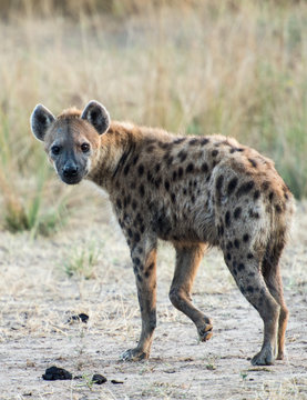 Spotted hyena zambia africa